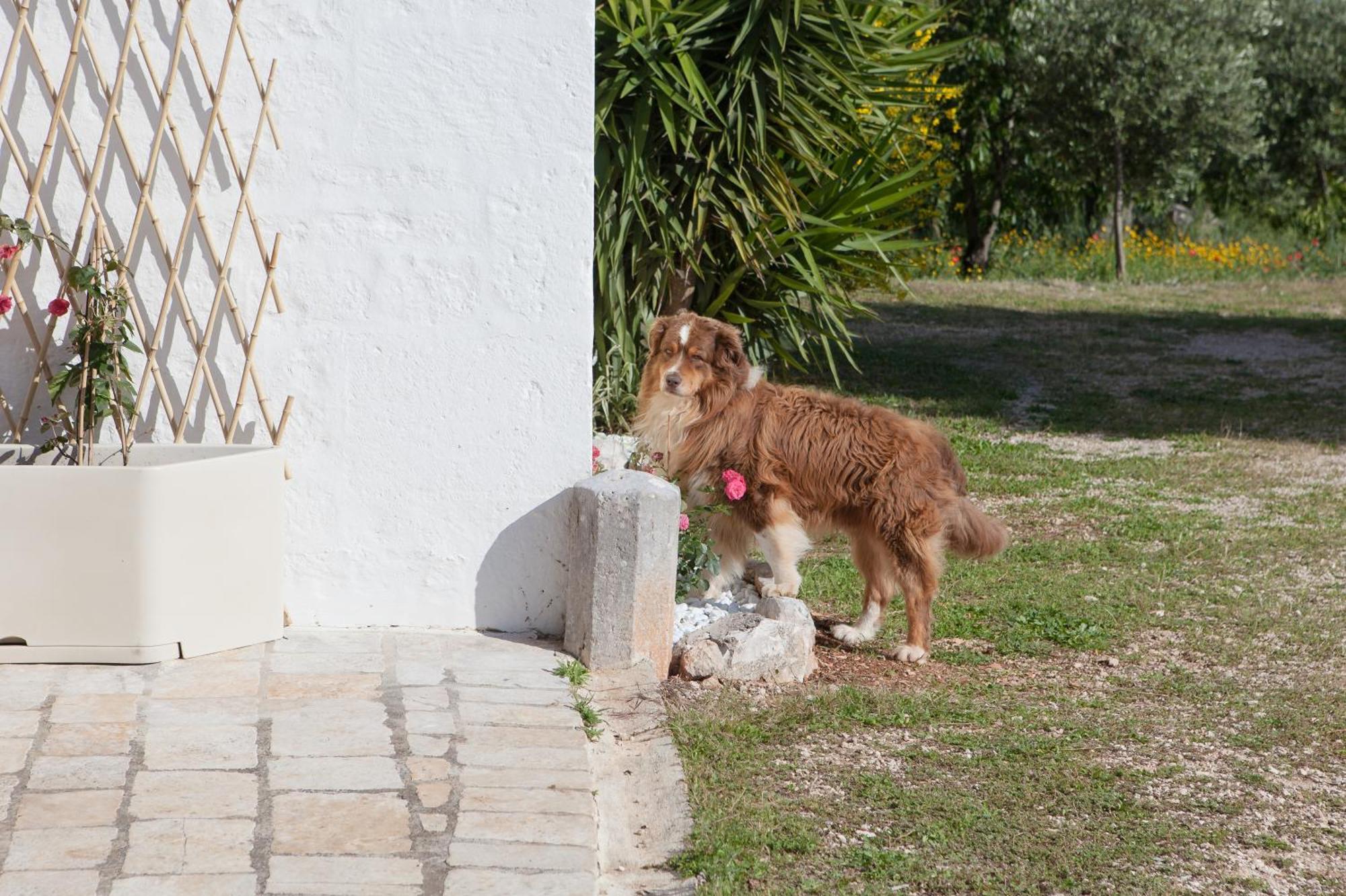 Masseria I Raffi B&B Monopoli Exteriör bild